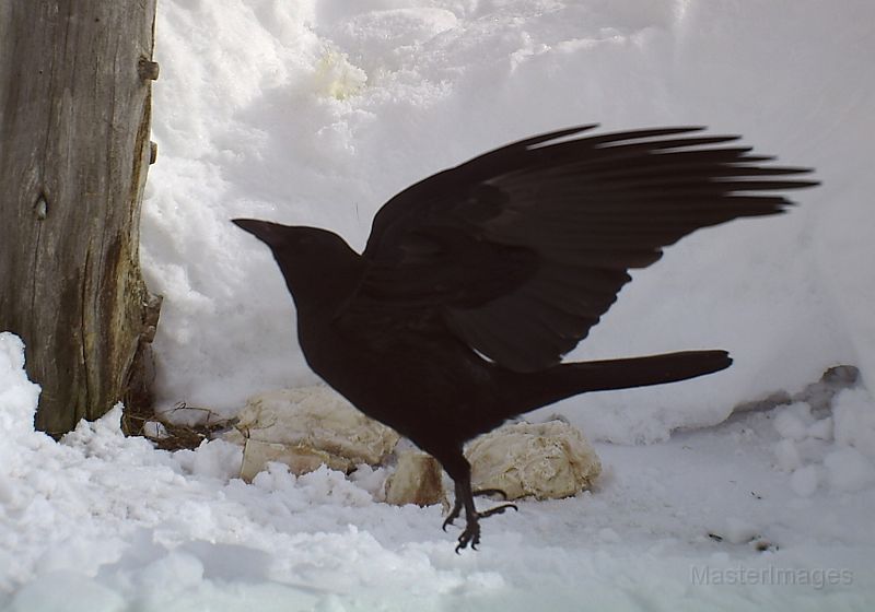 Raven_030911.jpg - Common Raven (Corvus corax)